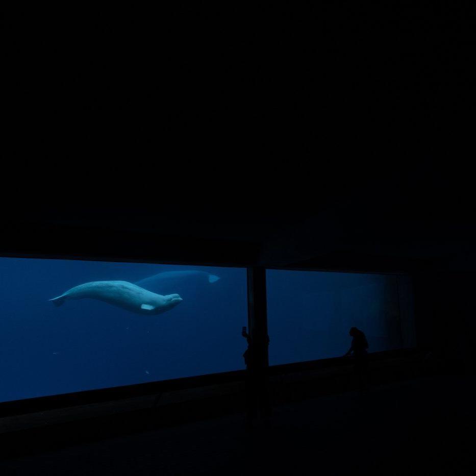 Ottawa, Ontario urge each other to help Marineland's belugas amid euthanasia threat